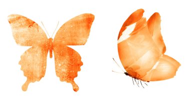 Beyaz arka planda izole edilmiş iki suluboya kelebek.