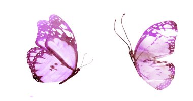 Two watercolor butterflies , isolated on white background clipart