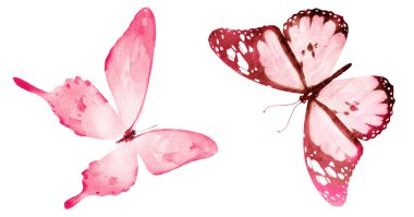 Beyaz arka planda izole edilmiş iki suluboya kelebek.