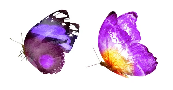 两只水彩蝴蝶 在白色背景下隔离 — 图库照片