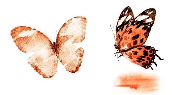 Deux Papillons Aquarelle Isolés Sur Fond Blanc — Photo