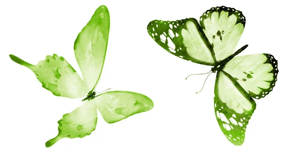 Dos Mariposas Acuarela Aisladas Sobre Fondo Blanco — Foto de Stock