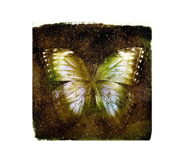 Praça Cosmos Aquarela Com Borboleta Branco Como Fundo — Fotografia de Stock