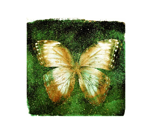 Aquarell Kosmos Quadrat Mit Schmetterling Auf Weißem Hintergrund — Stockfoto