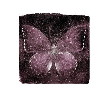 Arka planda beyaz kelebek olan suluboya kozmos karesi