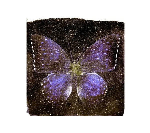 Praça Cosmos Aquarela Com Borboleta Branco Como Fundo — Fotografia de Stock