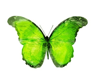 Beyaz arka planda izole edilmiş suluboya kelebeği