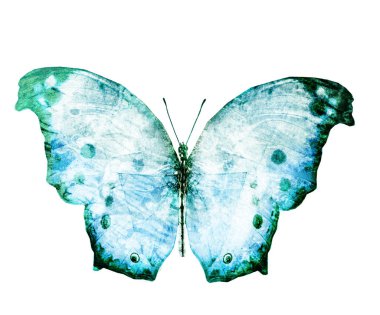 Beyaz arka planda izole edilmiş suluboya kelebeği