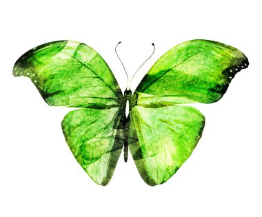 Beyaz arka planda izole edilmiş suluboya kelebeği