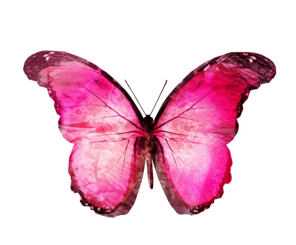 Watercolor Butterfly Isolated White Background — Stock Photo, Image
