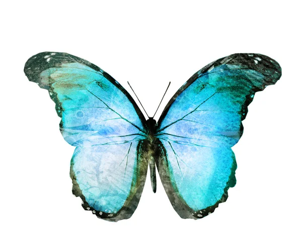 Motýl Akvarel Izolovaný Bílém Pozadí — Stock fotografie