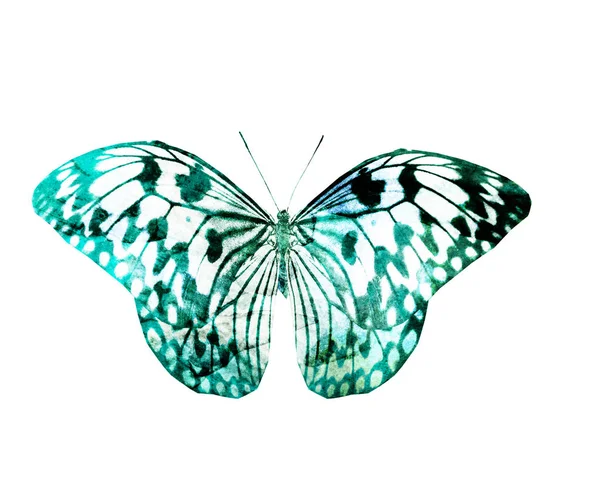 Watercolor Butterfly Isolated White Background — Stock Photo, Image