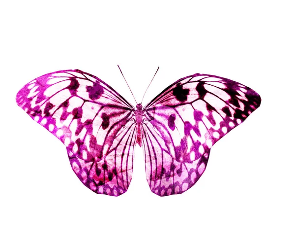 Papillon Aquarelle Isolé Sur Fond Blanc — Photo