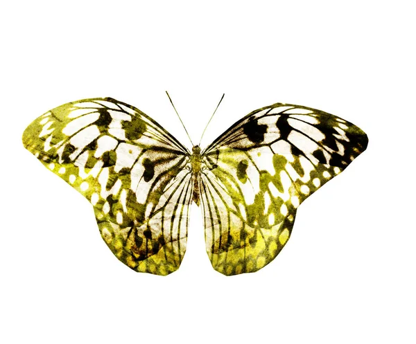 水彩蝴蝶 白色背景隔离 — 图库照片