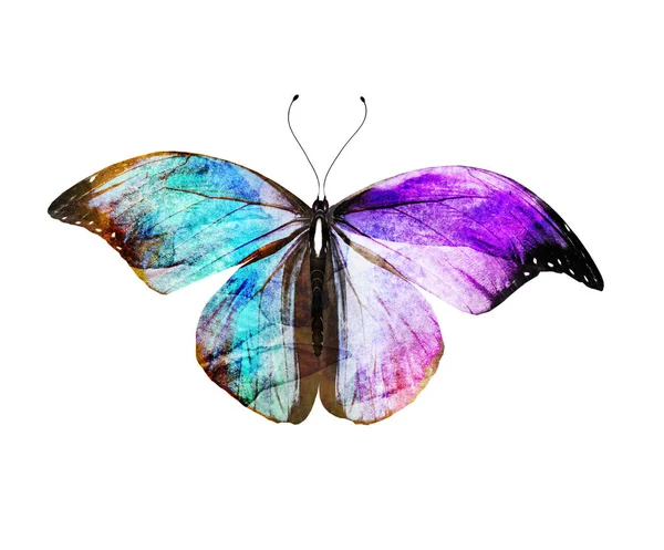 Watercolor Butterfly Isolated White Background — Stock Photo, Image