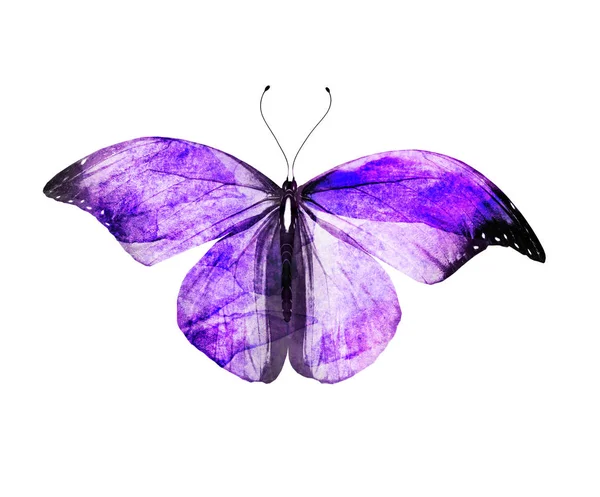 Watercolor Butterfly Isolated White Background — Stock Photo, Image