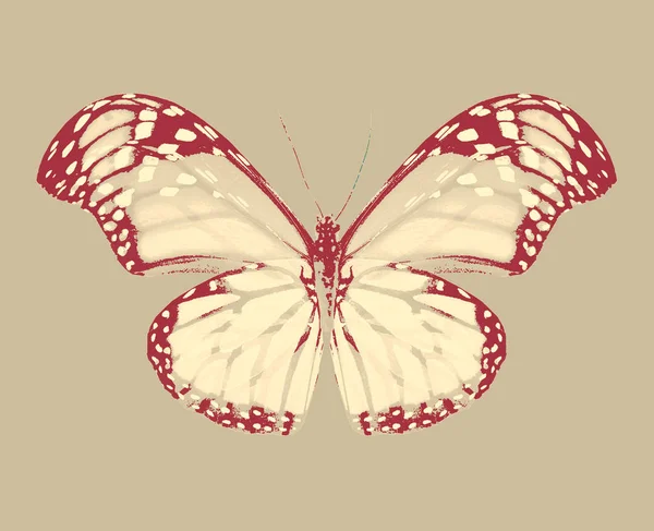 Abstract Butterfly Isolated Background — Stock Photo, Image