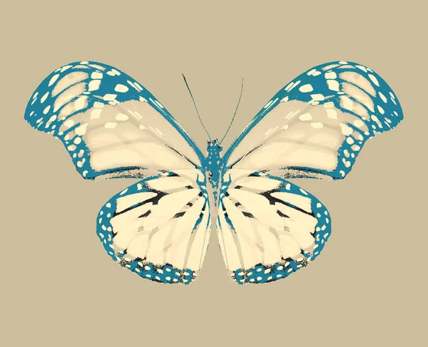 Farfalla Astratta Isolata Sullo Sfondo — Foto Stock