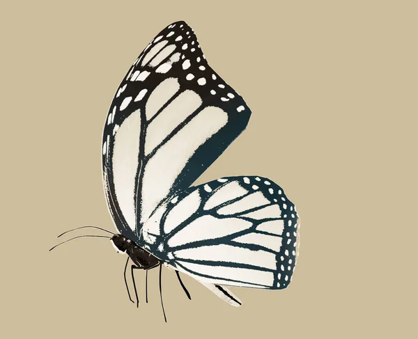 Αφηρημένη Πεταλούδα Απομονωμένη Φόντο — Φωτογραφία Αρχείου