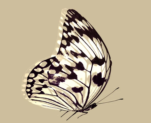 Αφηρημένη Πεταλούδα Απομονωμένη Φόντο — Φωτογραφία Αρχείου