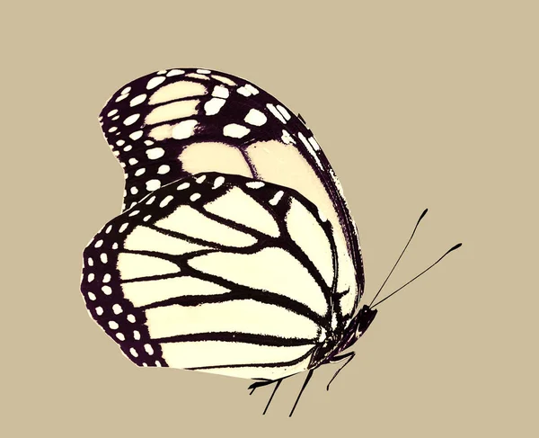 Papillon Abstrait Isolé Sur Fond — Photo