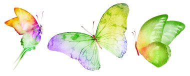 Beyaz arka planda üç suluboya kelebek.