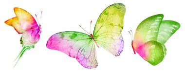 Beyaz arka planda üç suluboya kelebek.