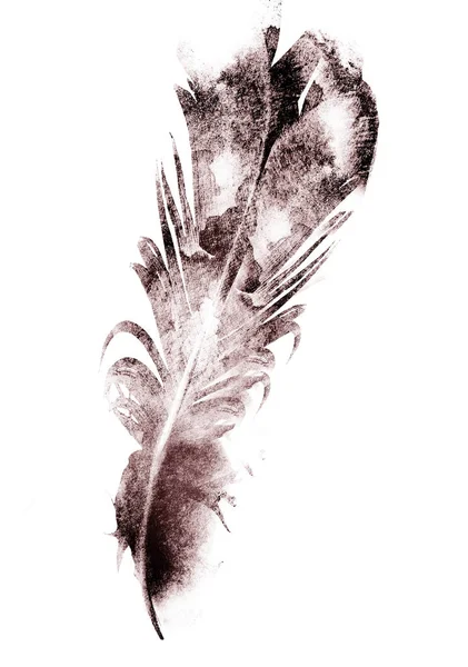 Black Drawing Feather White — Stock Photo, Image