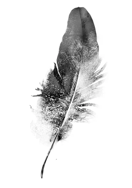 Black Drawing Feather White — Stock Photo, Image