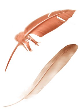 Beyaz arkaplanda izole edilmiş güzel renk tüyü