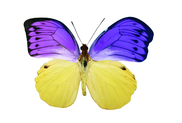 Color Butterfly Isolated White Background — Stock Photo, Image