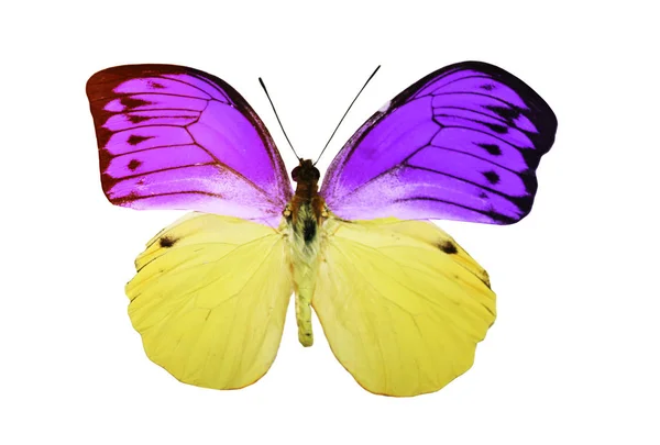 Color Butterfly Isolated White Background — Stock Photo, Image