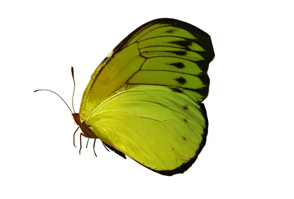 Kleur Vlinder Geïsoleerd Witte Achtergrond — Stockfoto