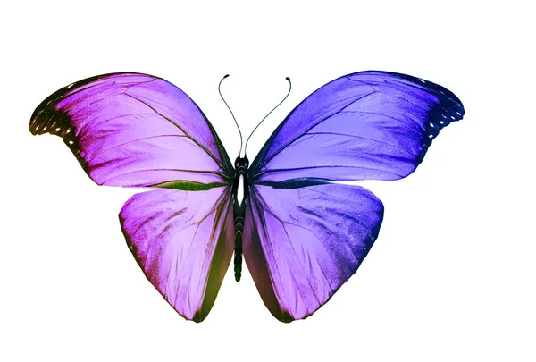 Mariposa Color Aislada Sobre Fondo Blanco — Foto de Stock