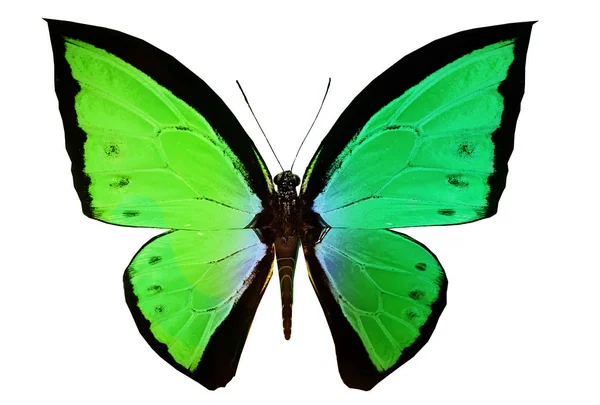 Papillon Couleur Isolé Sur Fond Blanc — Photo