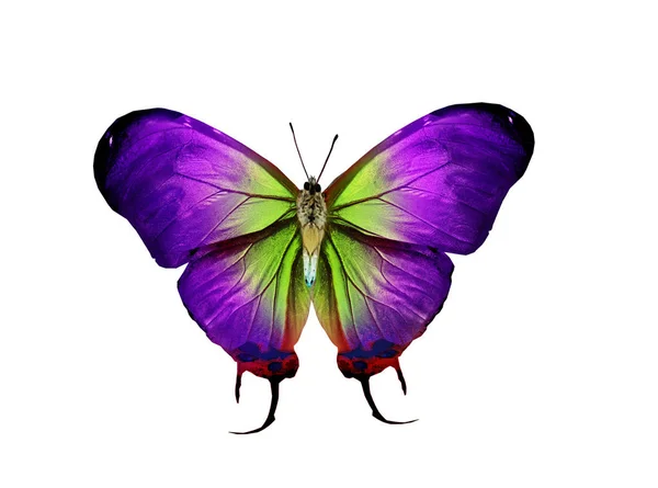 Renk Kelebeği Beyaz Arkaplanda Izole — Stok fotoğraf