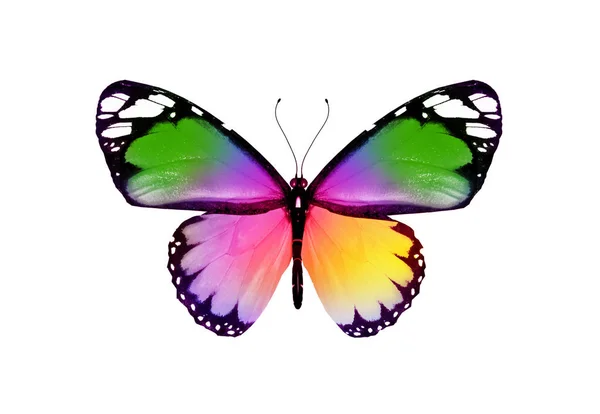 Mariposa Color Aislada Sobre Fondo Blanco — Foto de Stock