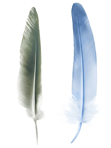 Beautiful Color Feather Isolated White Background — Stock Photo, Image
