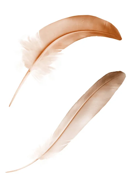 Beautiful Color Feather Isolated White Background — Stock Photo, Image