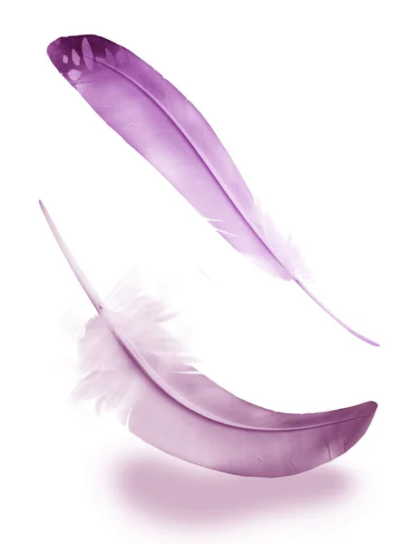 Beautiful Color Feather Isolated White Background — Stock Photo, Image