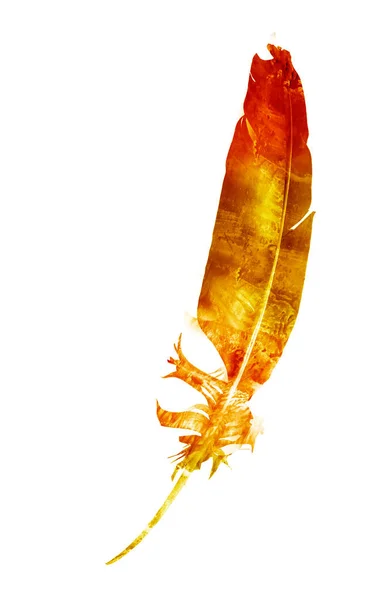 Watercolor Feather White — Stock Photo, Image