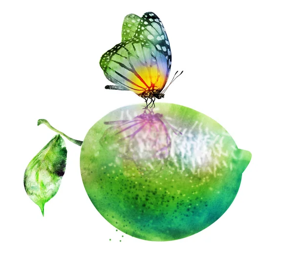 Akvarell Citrom Lime Pillangóval — Stock Fotó