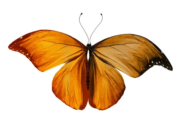Papillon Couleur Isolé Sur Fond Blanc — Photo