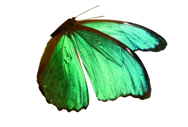 Kleur Vlinder Geïsoleerd Witte Achtergrond — Stockfoto