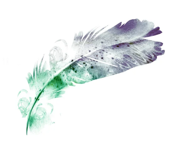 Watercolor Feather White — Stock Photo, Image