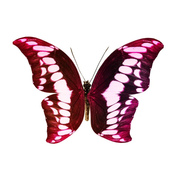 Farbe Schmetterling Isoliert Auf Weißem Hintergrund — Stockfoto