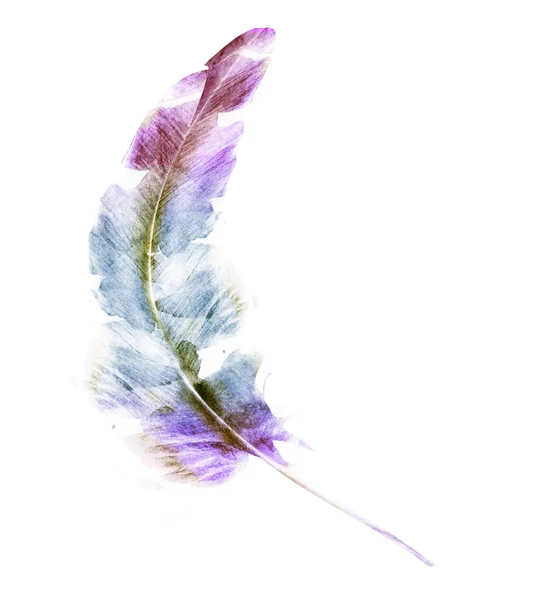 Watercolor Feather White — Stock Photo, Image