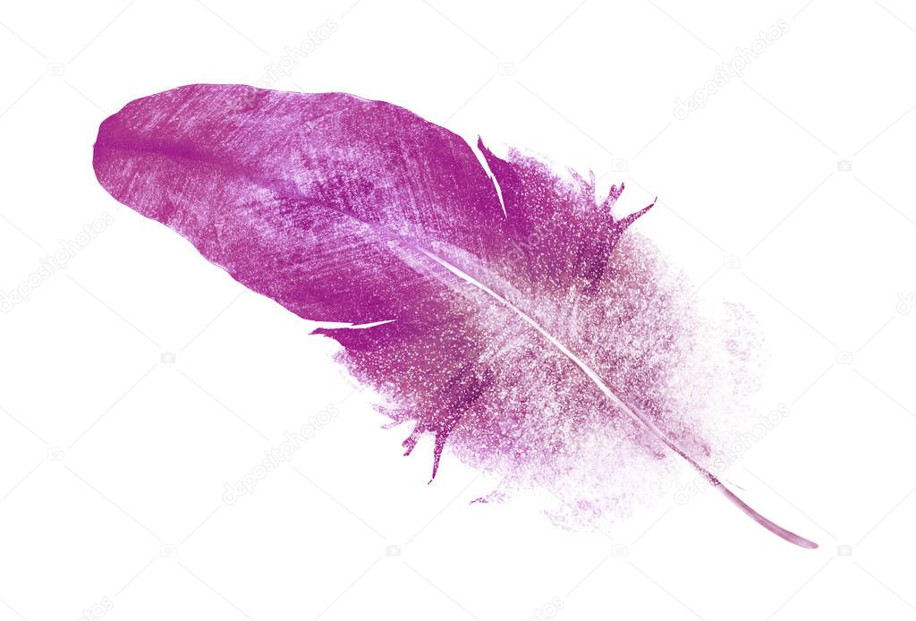 Watercolor feather on white