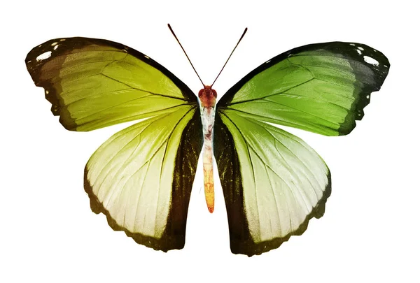 Barevný Motýl Izolovaný Bílém Pozadí — Stock fotografie