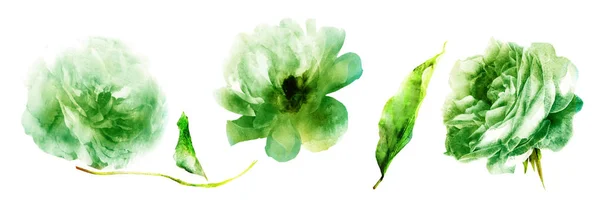 Aquarellblumen Mit Blättern — Stockfoto